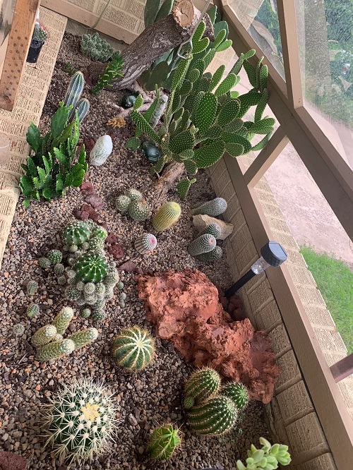  Top Mini Cactus Garden 3