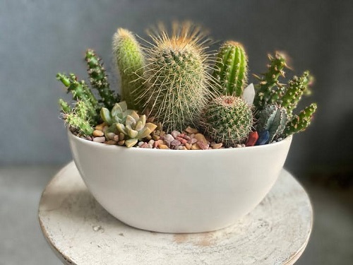  Top Mini Cactus Garden 4