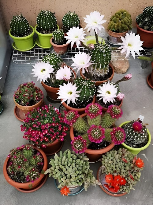  Top Mini Cactus Garden 5