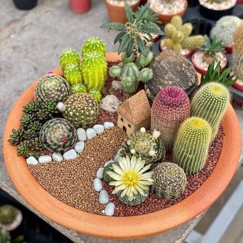 Mini Cactus Garden 3