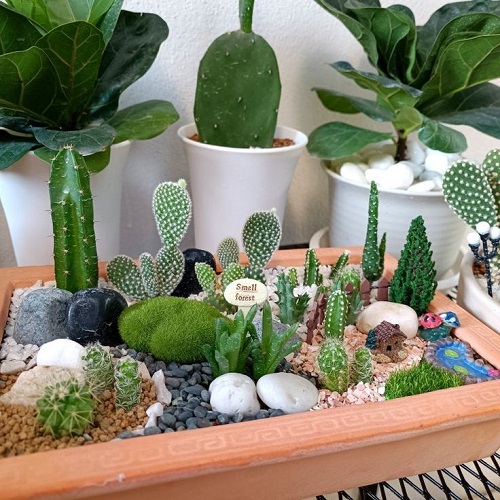 Mini Cactus Garden 4