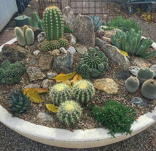 Mini Cactus Garden 5
