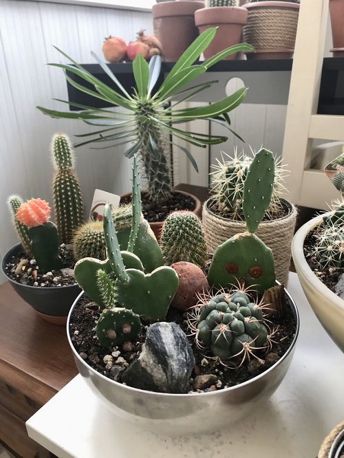  New Mini Cactus Garden 1