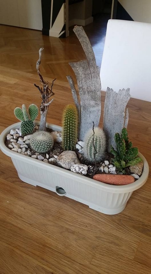  New Mini Cactus Garden 2