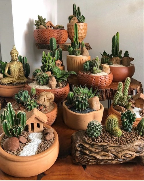  New Mini Cactus Garden 3