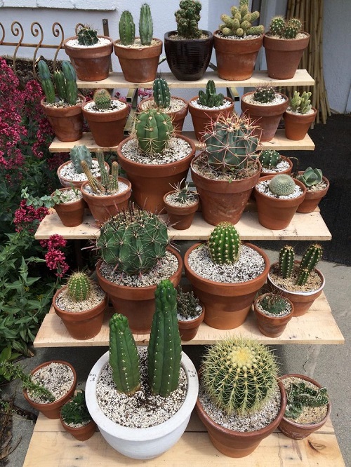  New Mini Cactus Garden 4