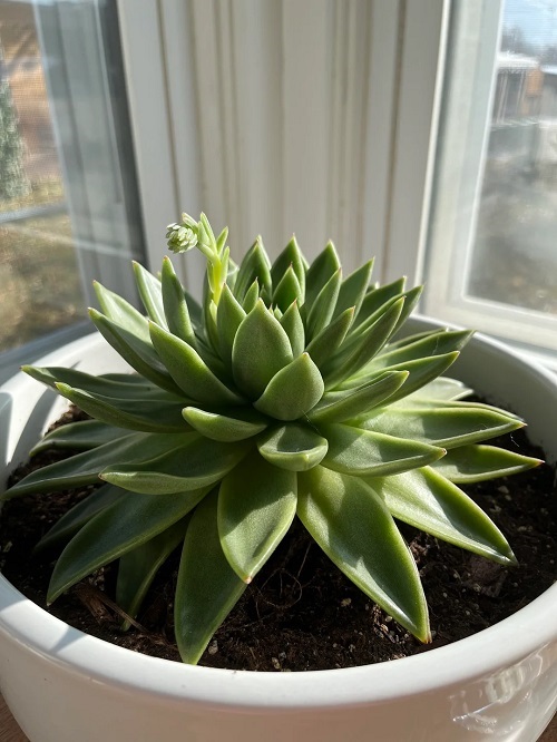 Echeveria care 2