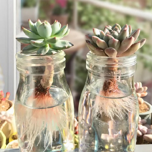 Succulents That Can Also Grow in Just Water 1