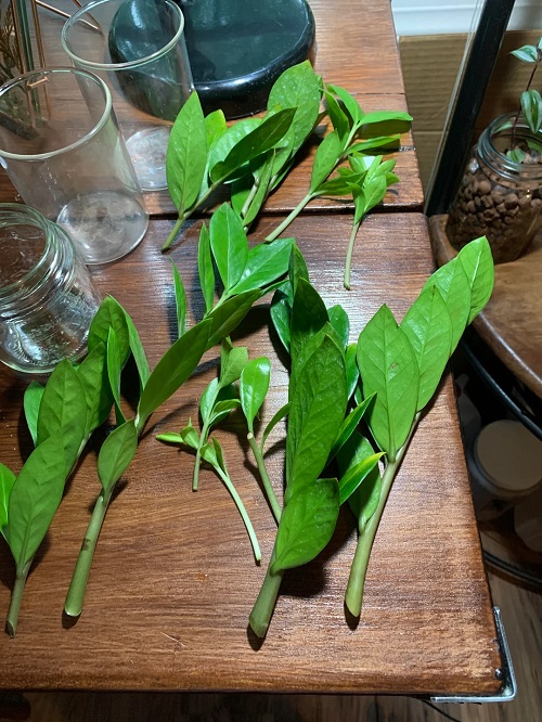  Techniques Grow a ZZ Plant in Water Forever 5