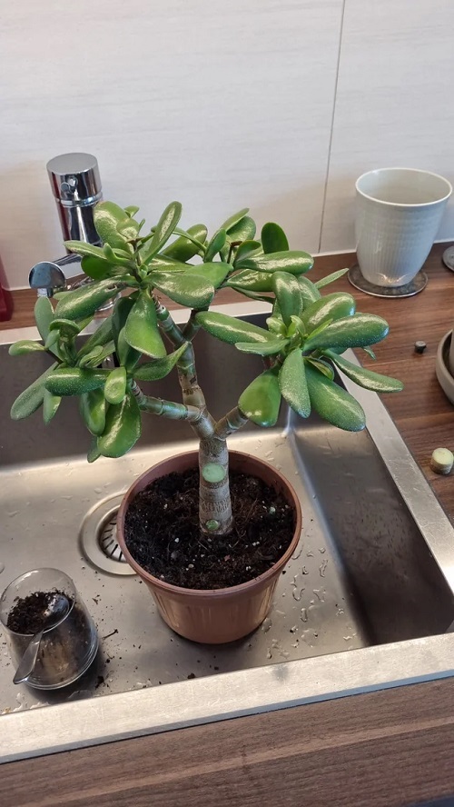 Top Jade Plant Arrangements 3