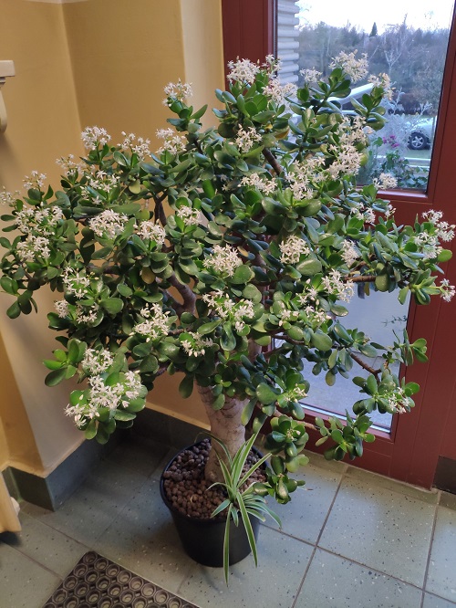 Jade Plant Flower 1