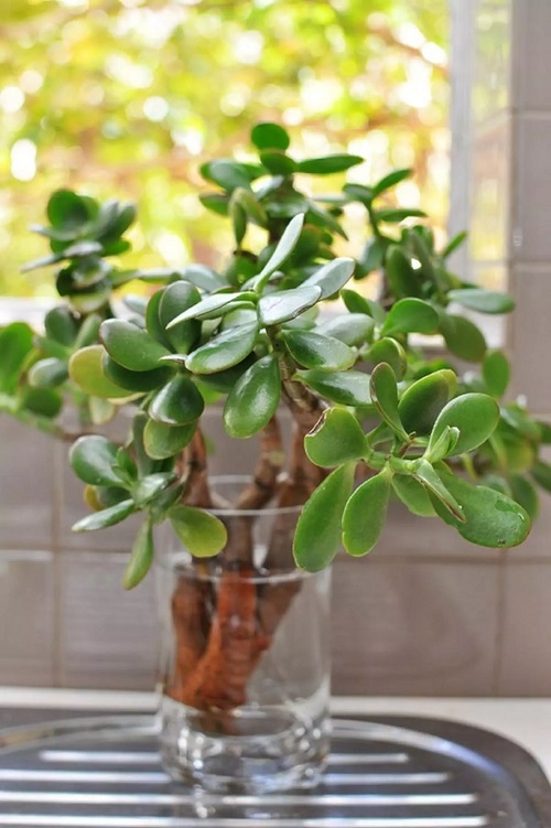 jade plant in water