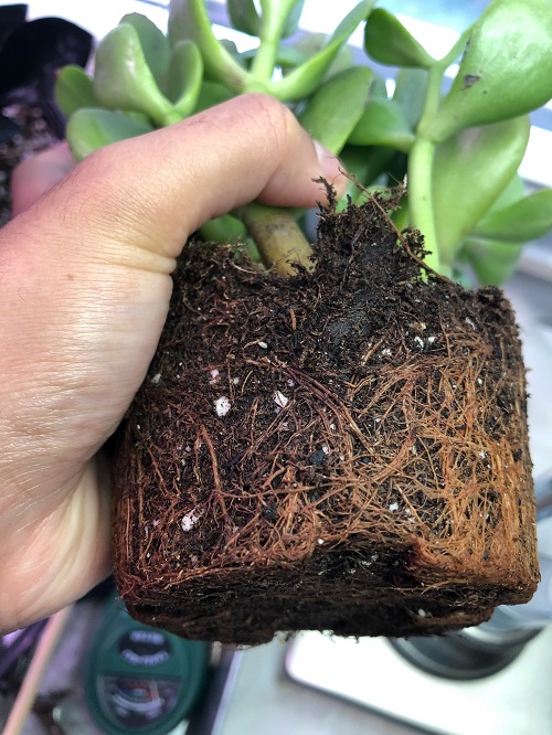 Jade Plant Flower 5