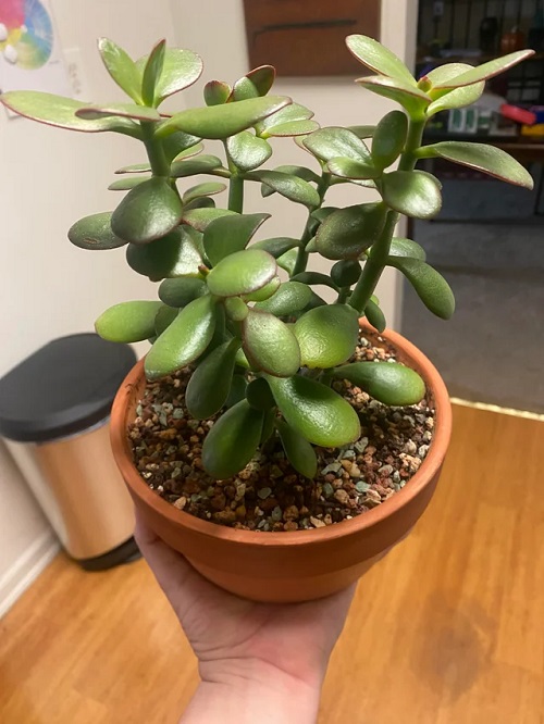Jade Plant Flower 7