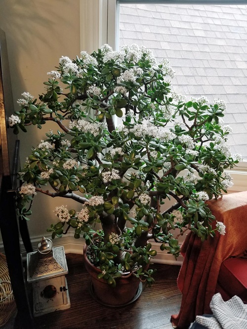 Jade Plant Flower 8