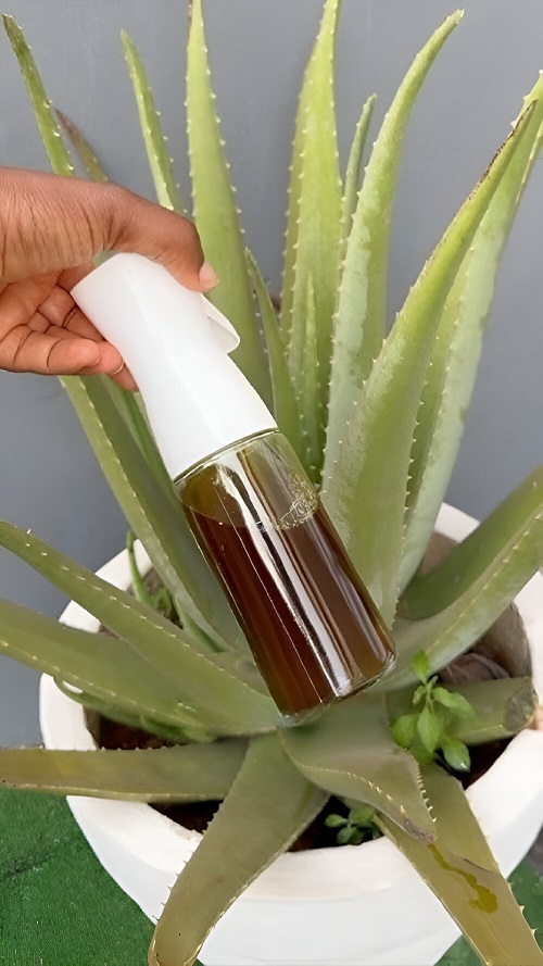  Aloe Vera Outdoors 6