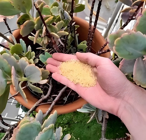 Rice in Succulent Pots 2