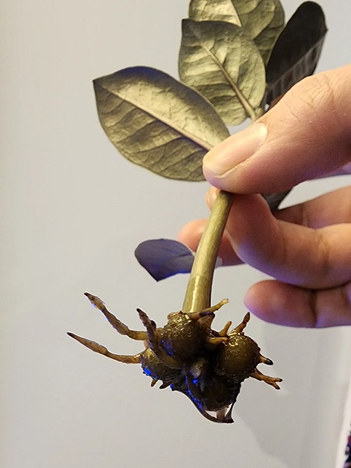  Techniques Grow a ZZ Plant in Water Forever 4