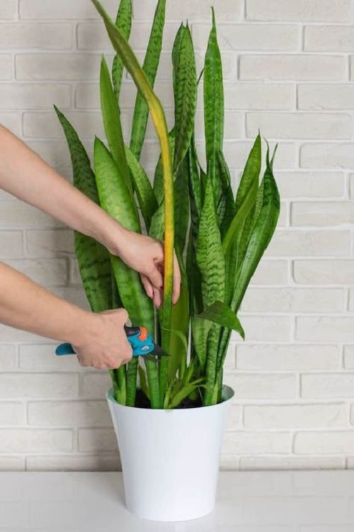 Best Tips for Healthy Snake Plant 8