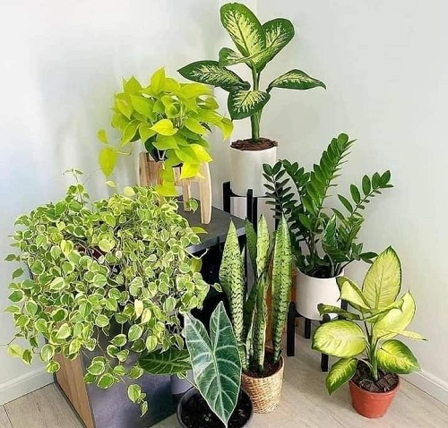 Best Tips for Healthy Snake Plant 3