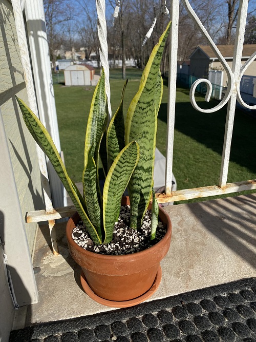 Best Tips for Healthy Snake Plant 4