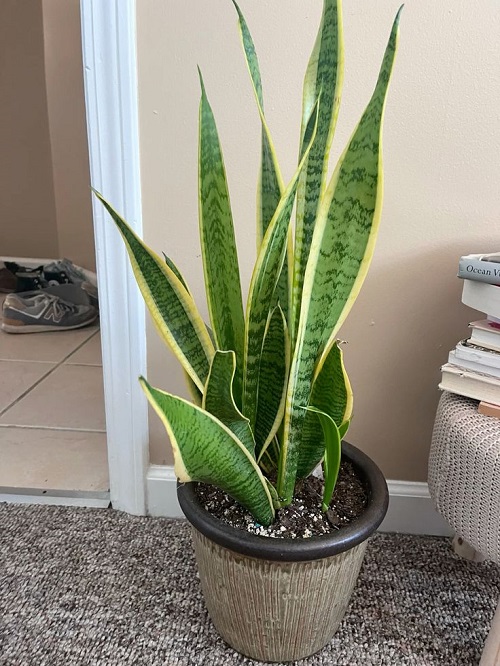 Best Tips for Healthy Snake Plant 7