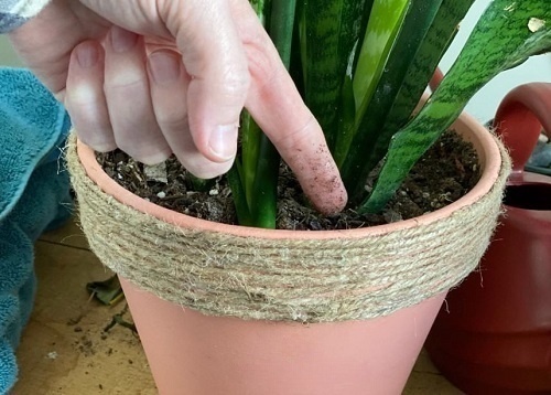 Best Tips for Healthy Snake Plant 2