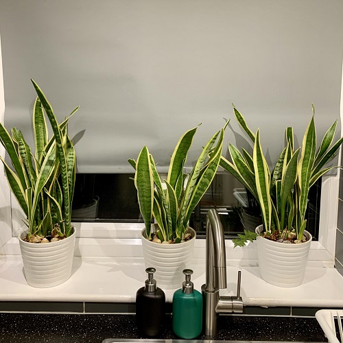 Best Tips for Healthy Snake Plant 5