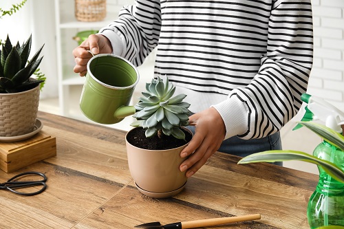 Echeveria care 5