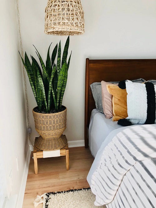 Snake Plants in Bedrooms 1