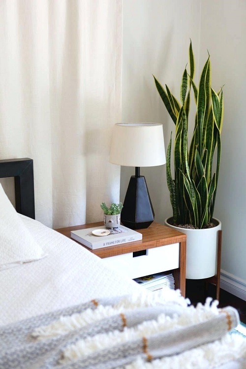 Snake Plants in Bedrooms 1