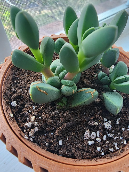 Rice in Succulent Pots 5