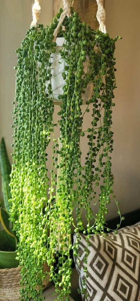 Best Places to Hang Your String of Pearls 4