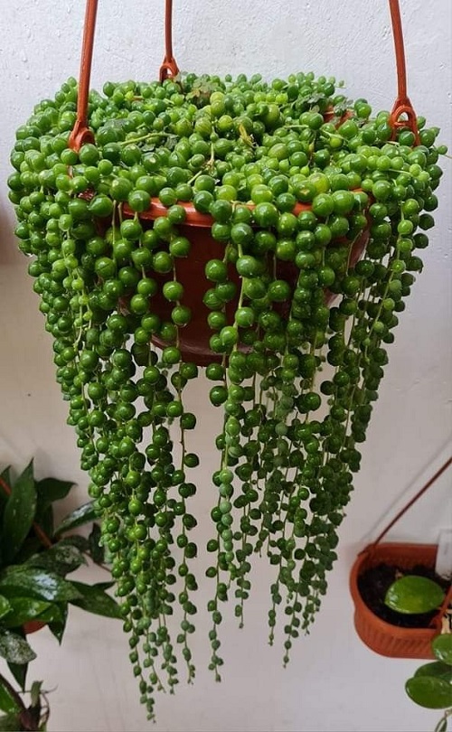 String of Pearls in Water 1