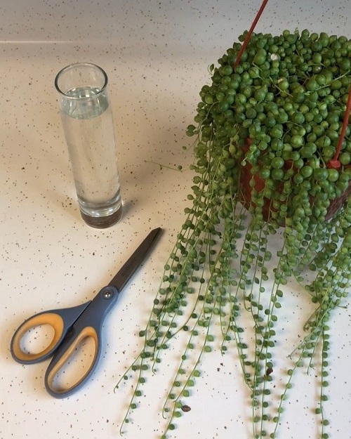 String of Pearls in Water2
