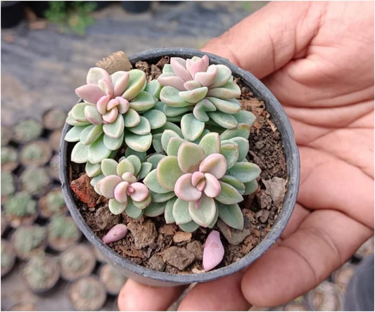 Right Way to Water Succulents in Spring 1