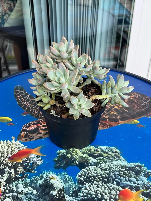 succulent indoor