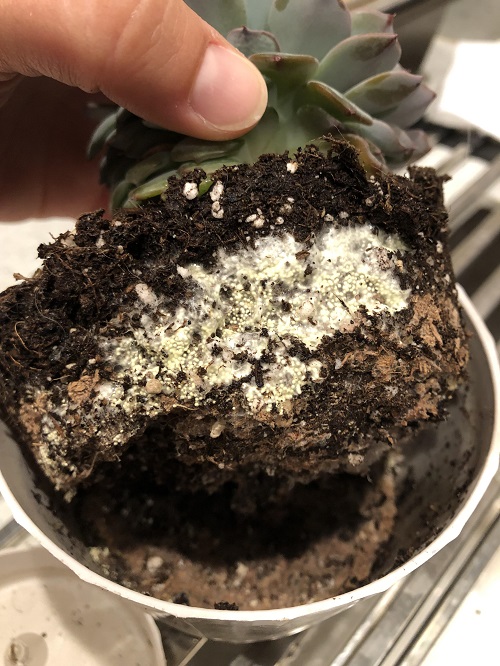 Right Way to Water Succulents in Spring 4