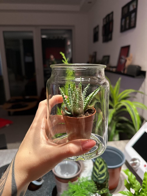 Succulent Arrangement in Jars 2