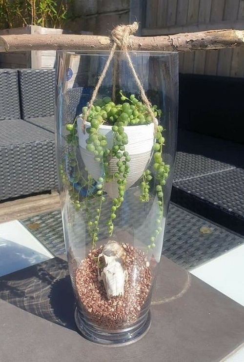 Succulent Arrangement in Jars 11