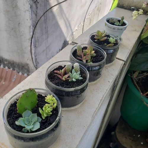 Succulent Arrangement in Jars 12