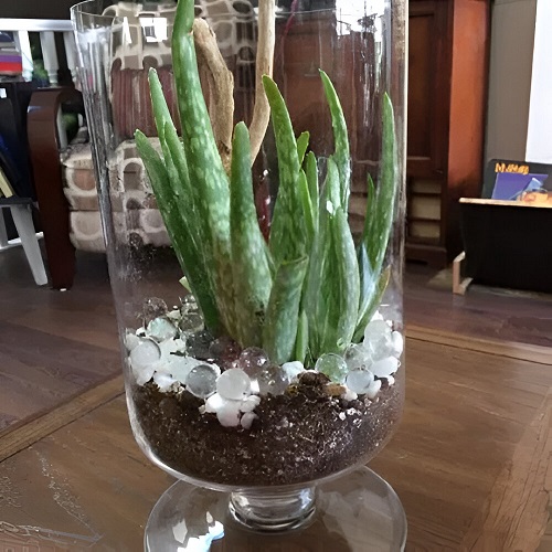 Succulent Arrangement in Jars 17