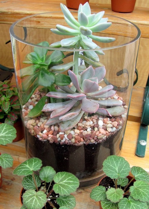 Succulent Arrangement in Jars 19