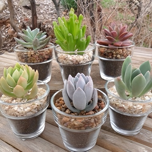 Succulent Arrangement in Jars 20