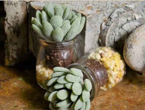 Succulent Arrangement in Jars 3