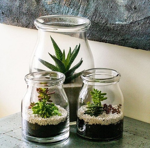 Succulent Arrangement in Jars 5