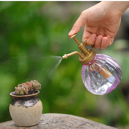 Right Way to Water Succulents in Spring 3