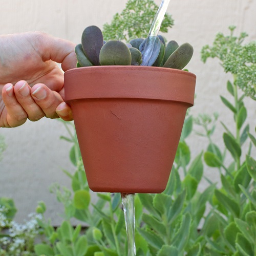 Right Way to Water Succulents in Spring 6