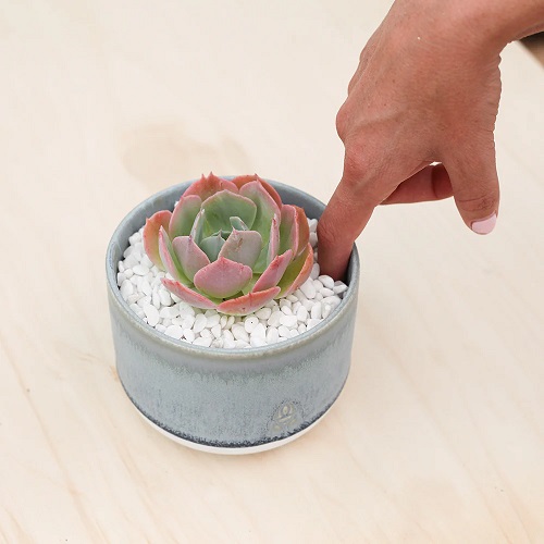 Right Way to Water Succulents in Spring 9