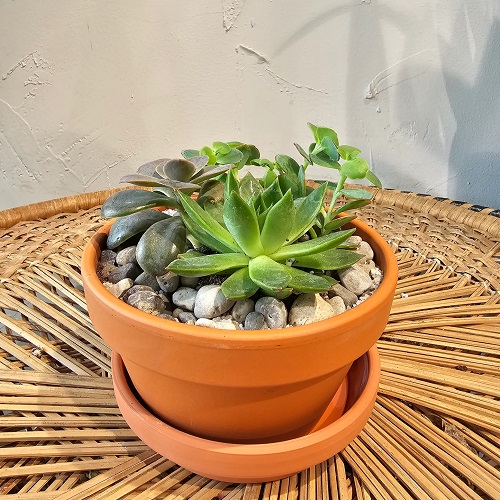 Right Way to Water Succulents in Spring 8